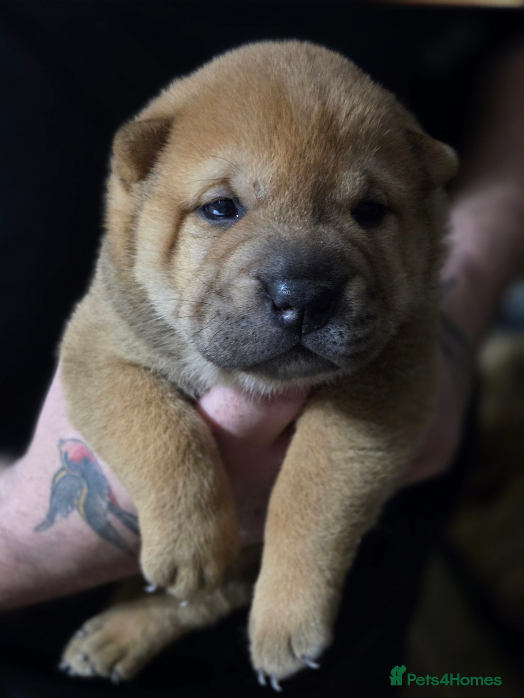 Mixed Breed dogs for sale: Chow Pei puppies - Advert 37