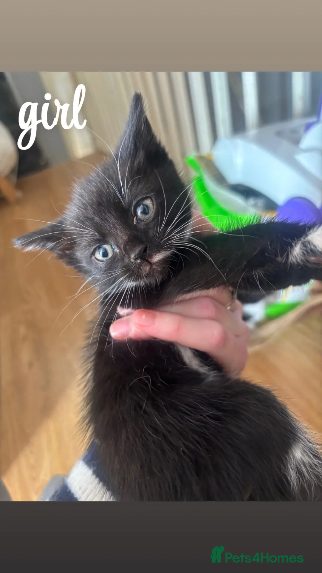 Mixed Breed cats for sale: 5 adorable kittens for sale  - Advert 7