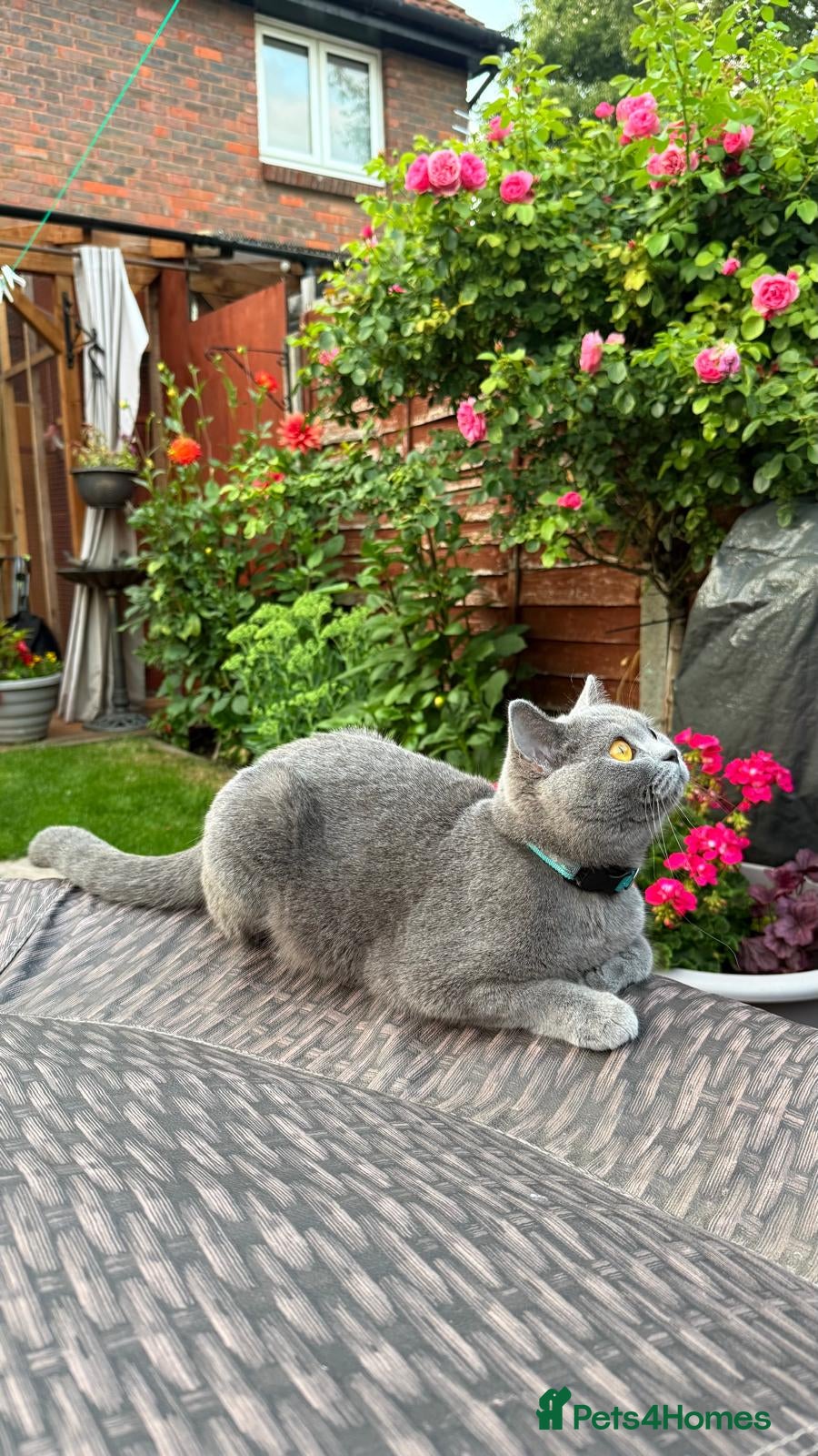 British Shorthair cats GCCF Blue British Shorthair Champion Bloodline - Advert 1