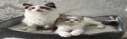 Ragdoll cats for sale: Beautiful Ragdoll Kittens - Advert 9