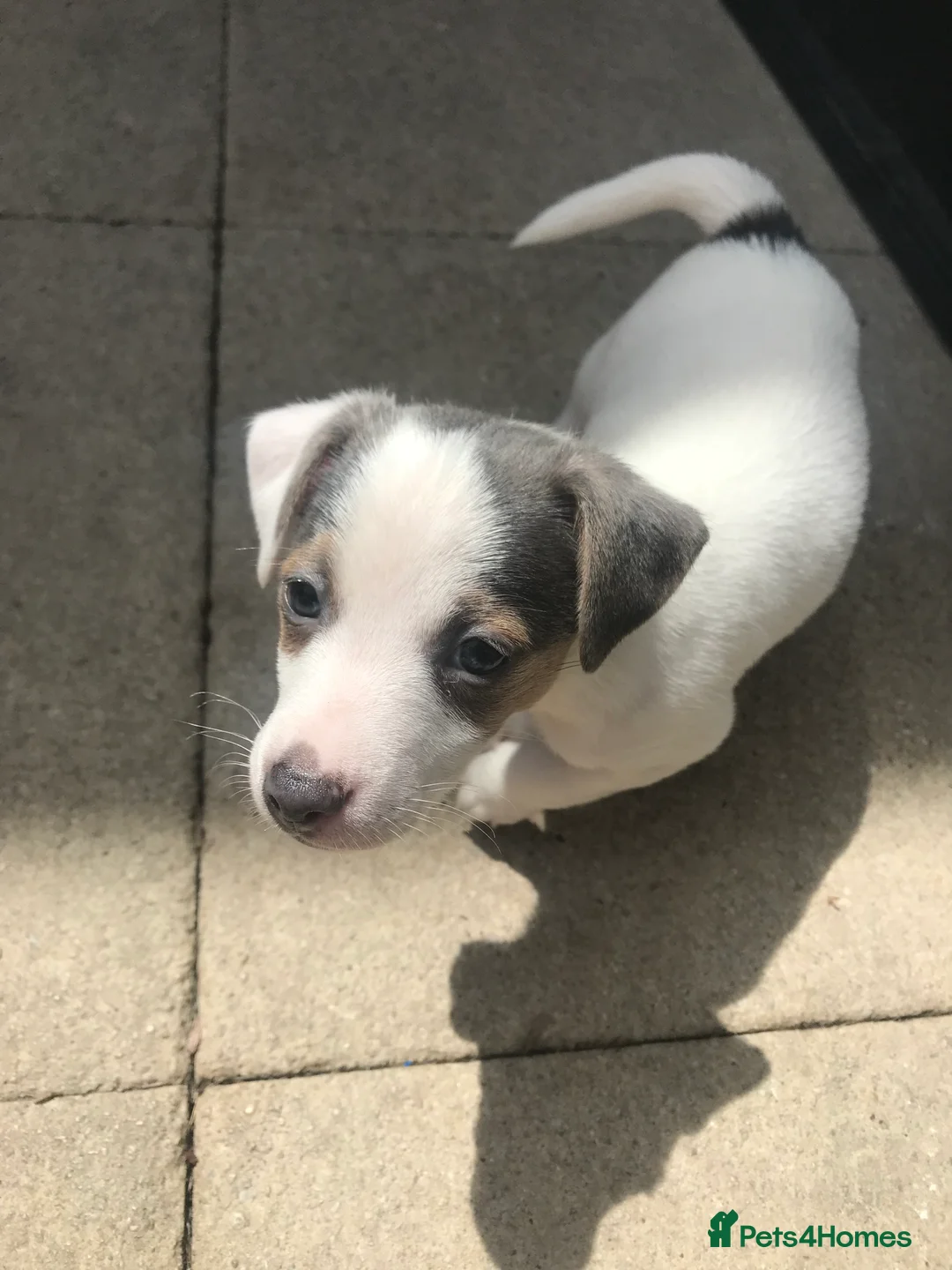 Jack Russell dogs for stud: Blue tri carrying chocolate miniature Jack Russell in Bradford - Advert 20