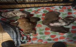 American Bully dogs for sale: American Bully Pups - Image 33