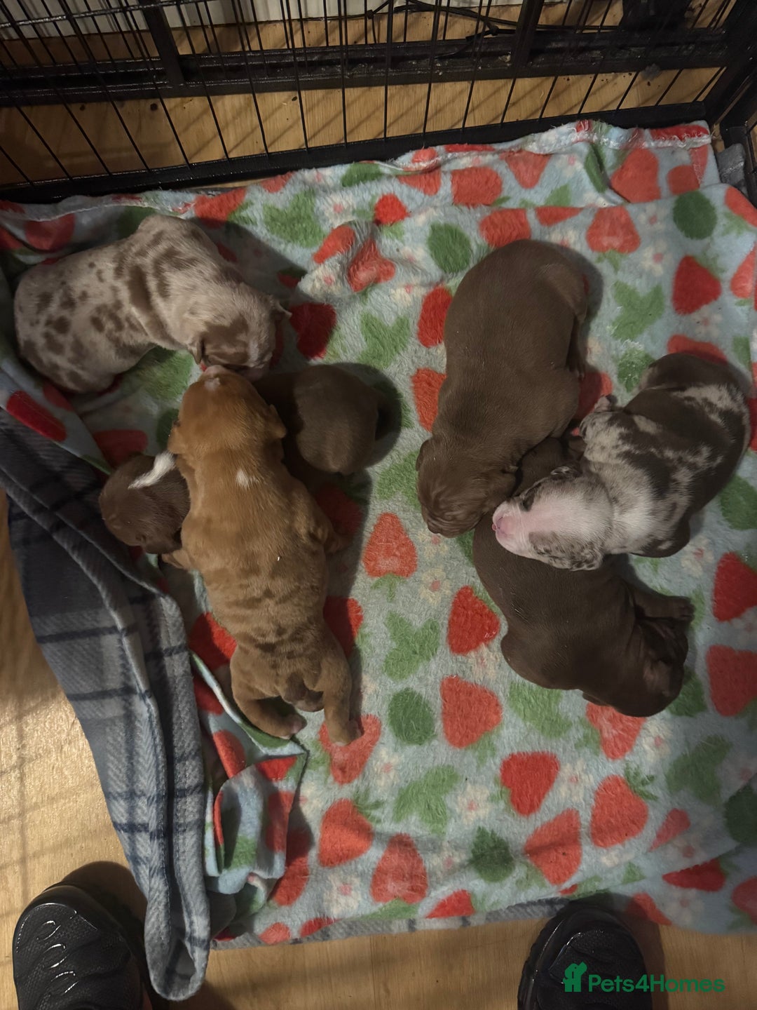 American Bully dogs for sale: American Bully Pups - Image 33
