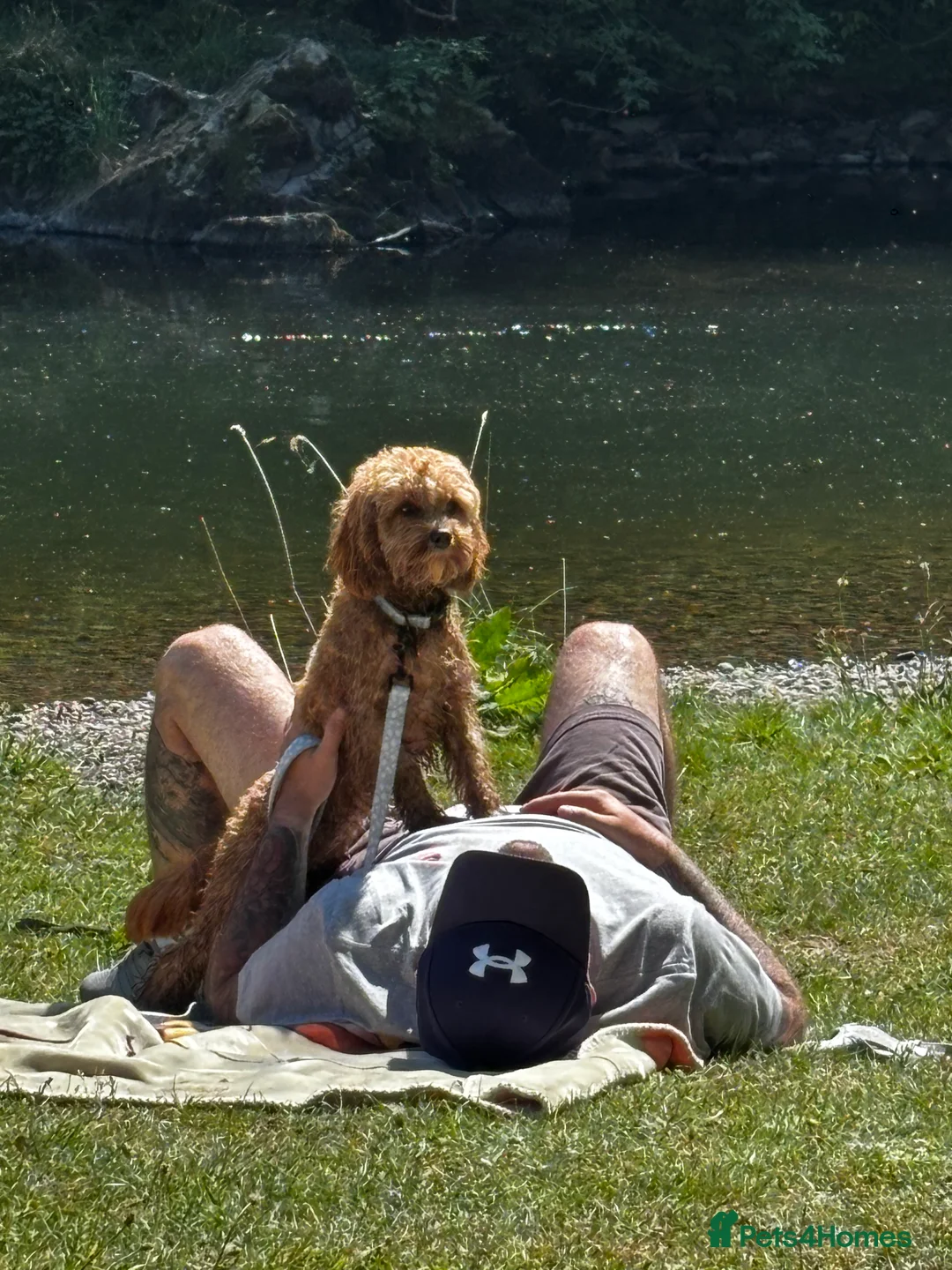 Cavapoo dogs for sale: River toy cavapoo - Advert 9