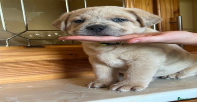 Mixed Breed dogs - Advert 1