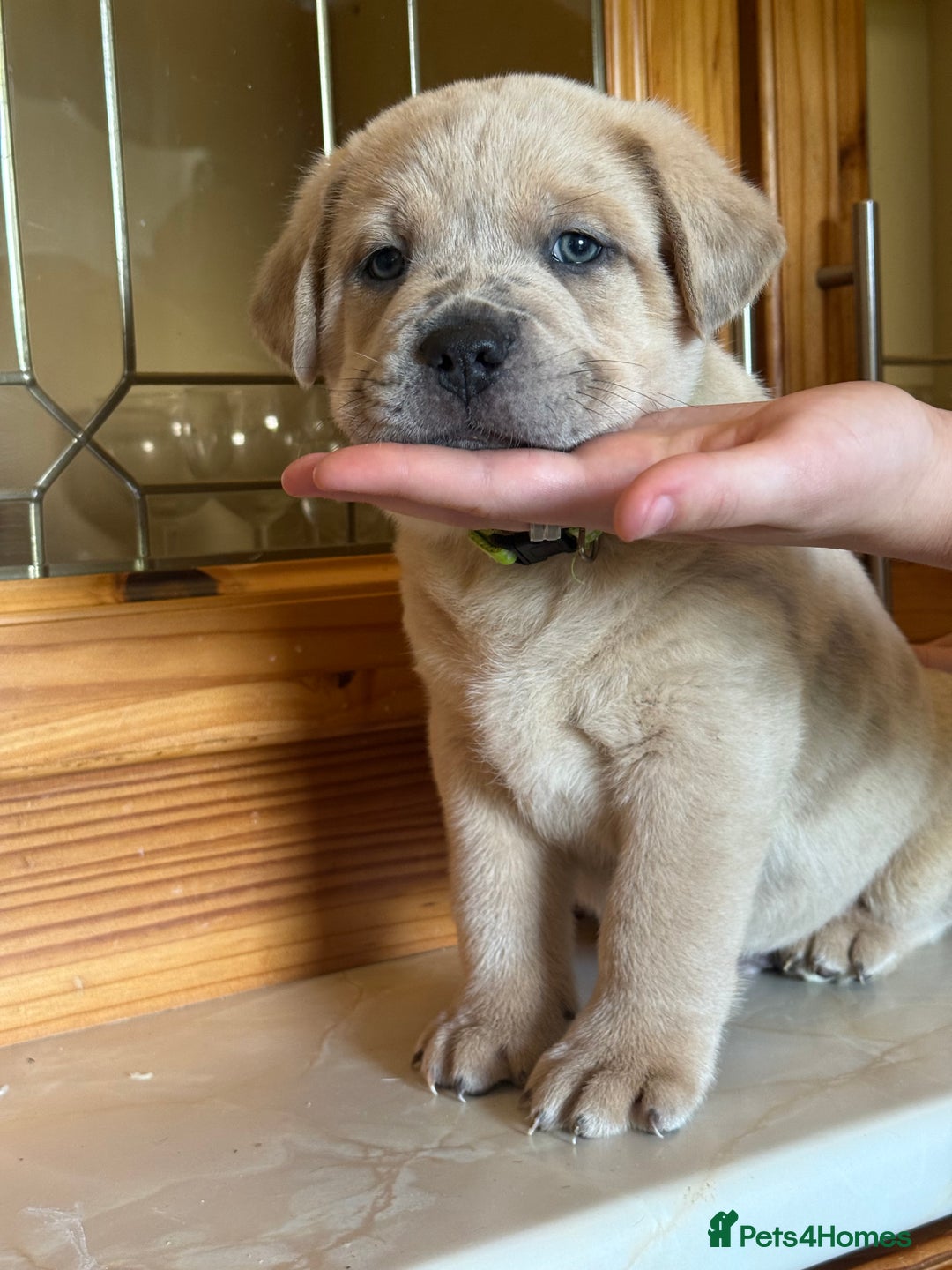 Mixed Breed dogs for sale: Chow chow x American bull dog  - Image 2
