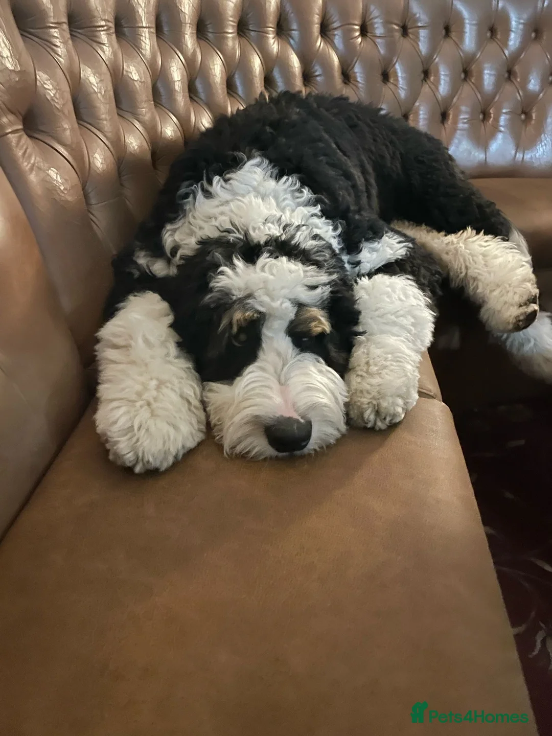 Bernedoodle dogs for sale: Beautiful Bernedoodle Pups - Advert 11