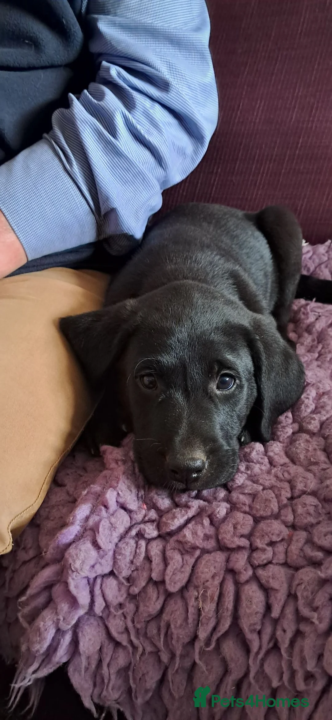 Labrador Retriever dogs for sale: Black Labrador DOG pups for sale in Wooler - Advert 2