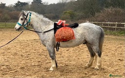 Welsh Section A horses for sale: Super pony ready for new family  - Image 3