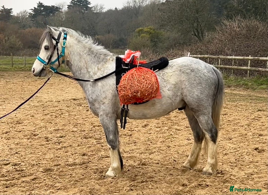 Welsh Section A horses for sale: Super pony ready for new family  - Image 3