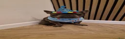 French Bulldog dogs for sale: Blue Male frenchie 1 year 3 months old  in Sittingbourne - Advert 8