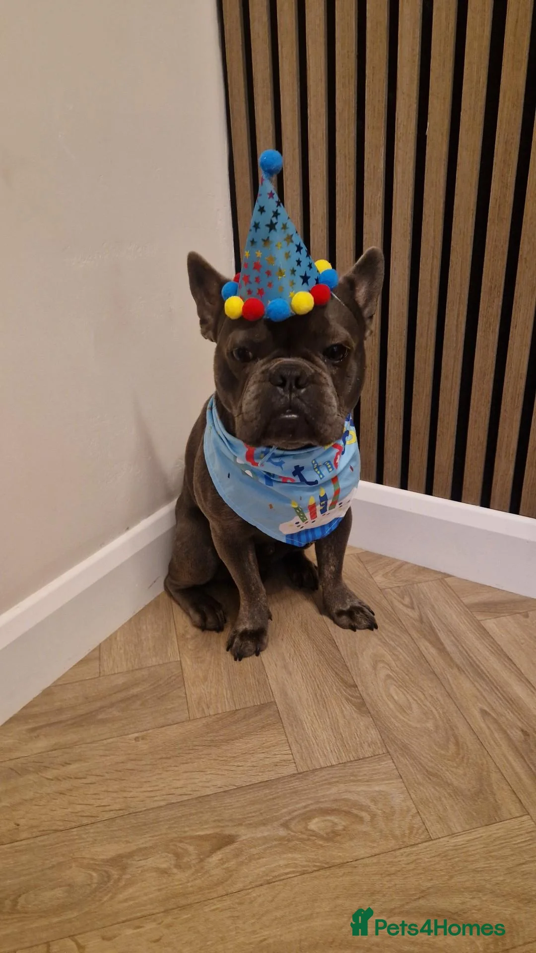 French Bulldog dogs for sale: Blue Male frenchie 1 year 3 months old  in Sittingbourne - Advert 8