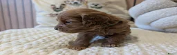 Cavapoo dogs for sale: BEAUTIFUL F1B CAVAPOO PUPPIES  - Advert 39