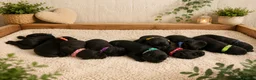 Labrador Retriever dogs for sale: Health Checked Pedigree Labrador Puppies - Advert 1