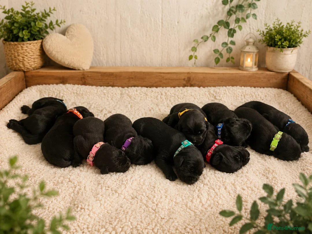 Labrador Retriever dogs for sale: Health Checked Pedigree Labrador Puppies - Advert 1