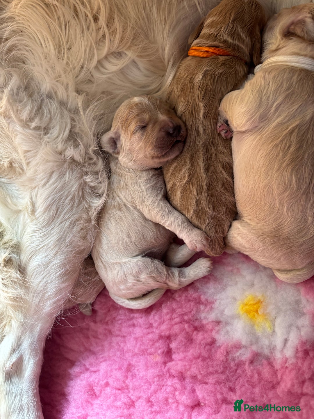 Mini Goldendoodle dogs for sale: Stunning F1 Mini Goldendoodles  - Image 27