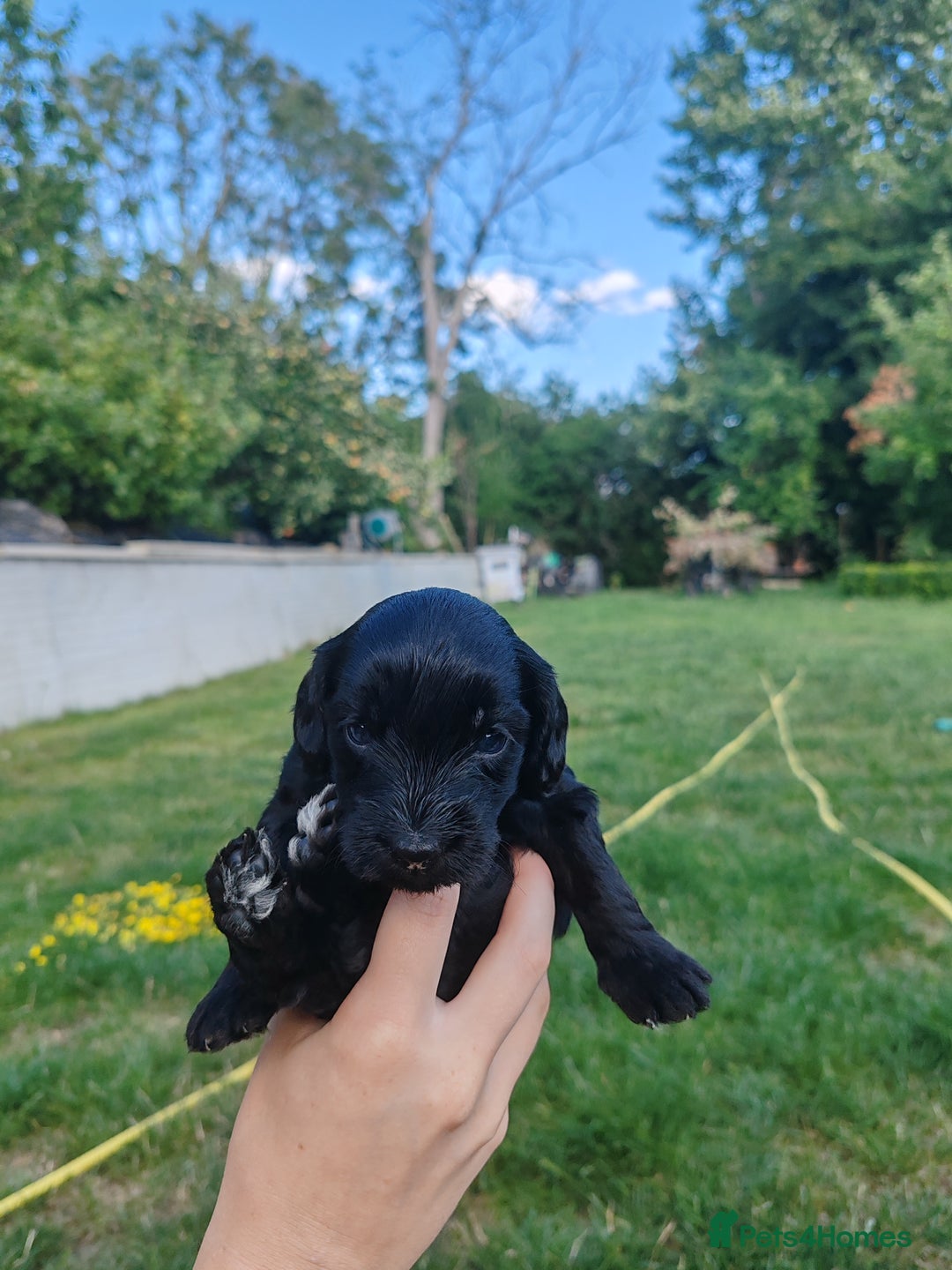 Bordoodle dogs for sale: Borderdoodle  Free five weeks insurance  - Image 8