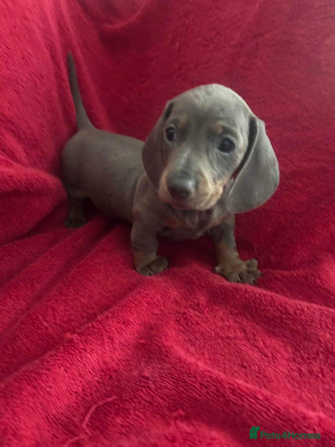 Miniature Dachshund dogs for sale: miniature dachshund puppies - Advert 29