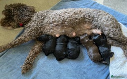 Mixed Breed dogs for sale: Sproodle x cockapoo puppies  - Image 5