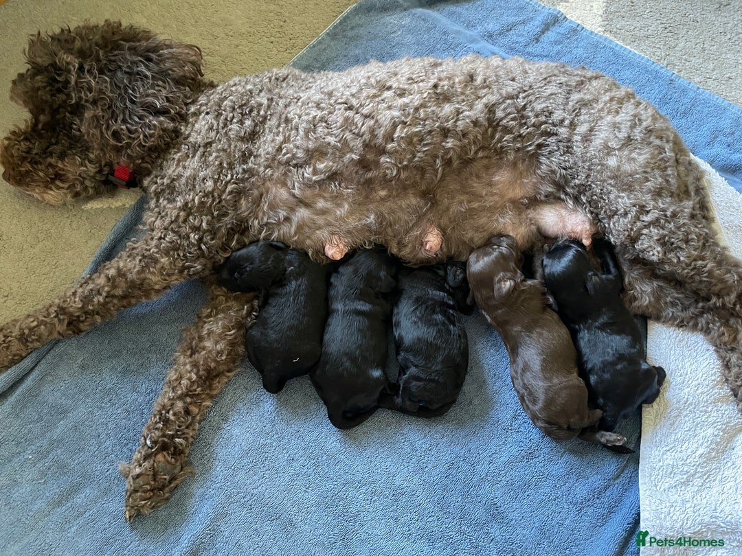 Mixed Breed dogs for sale: Sproodle x cockapoo puppies  - Image 5