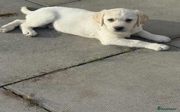 Labrador Retriever dogs for sale: Chunky Labradors ready now - Image 11