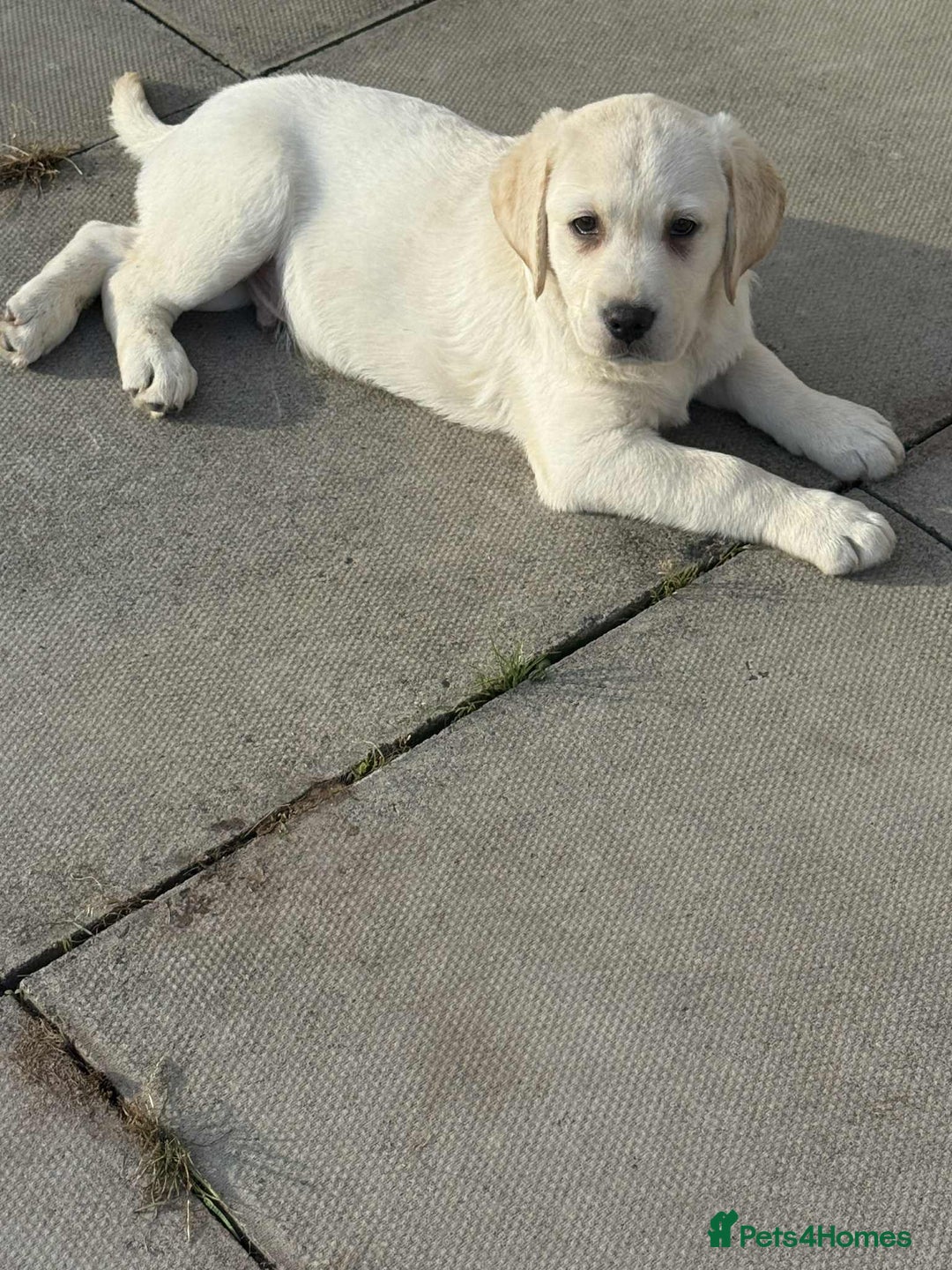 Labrador Retriever dogs for sale: Chunky Labradors ready now - Image 11