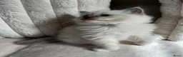 Ragdoll cats for sale: TICA REGISTERED Gorgeous Ragdoll Kitten - Advert 9