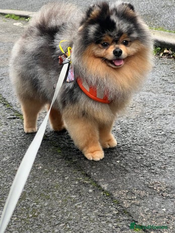 Pomeranian dogs Stunning Blue Merle Pomeranian Stud Available in Derby - Advert 1