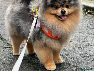 Pomeranian dogs Stunning Blue Merle Pomeranian Stud Available in Derby - Advert 2