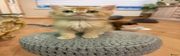 British Shorthair cats for sale: ⭐ ONLY ONE KITTEN LEFT! ⭐ - Advert 21