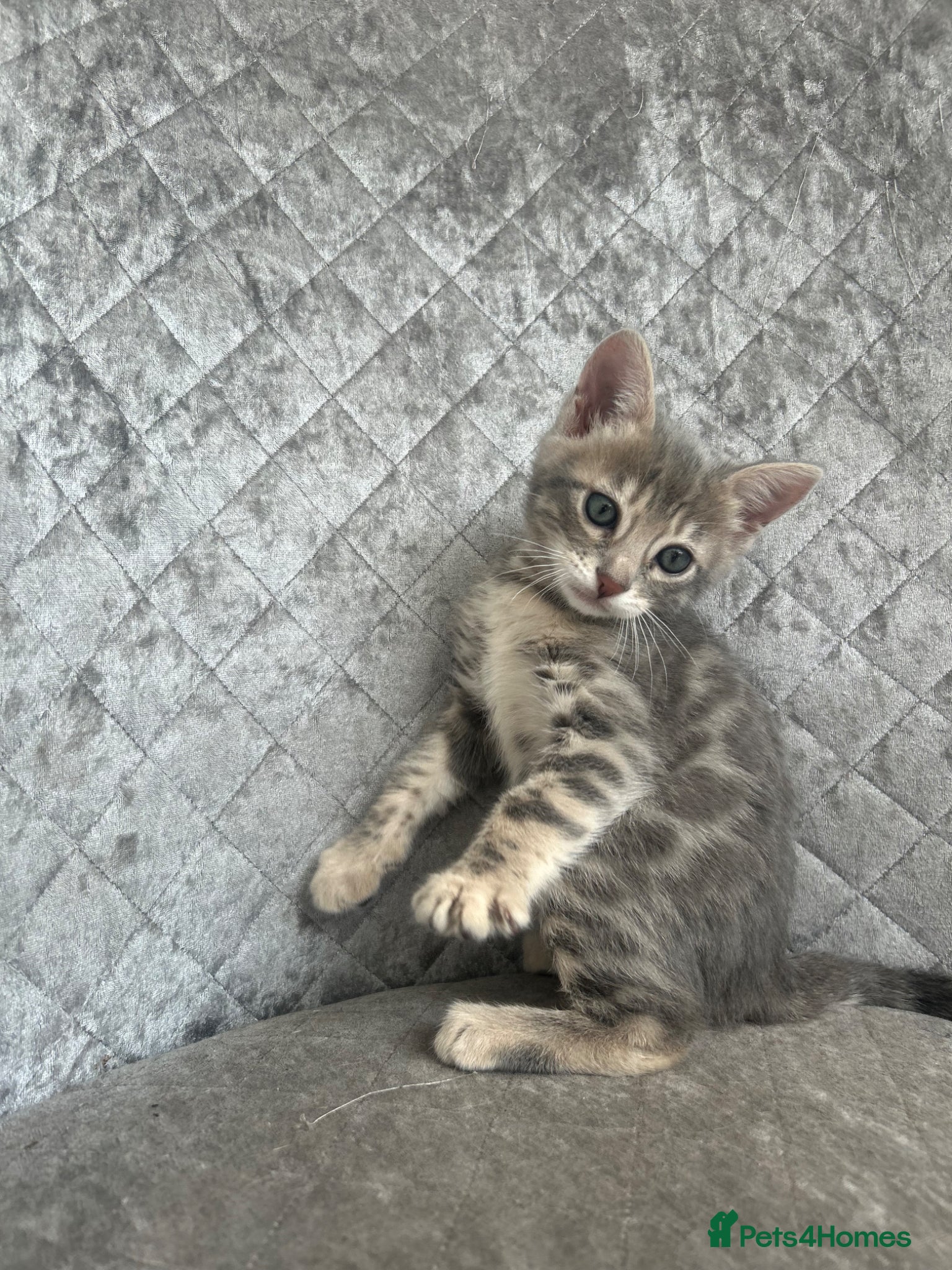 Bengal cats 💙 Beautiful Blue Bengal Female Kitten TICA Reg - Advert 2