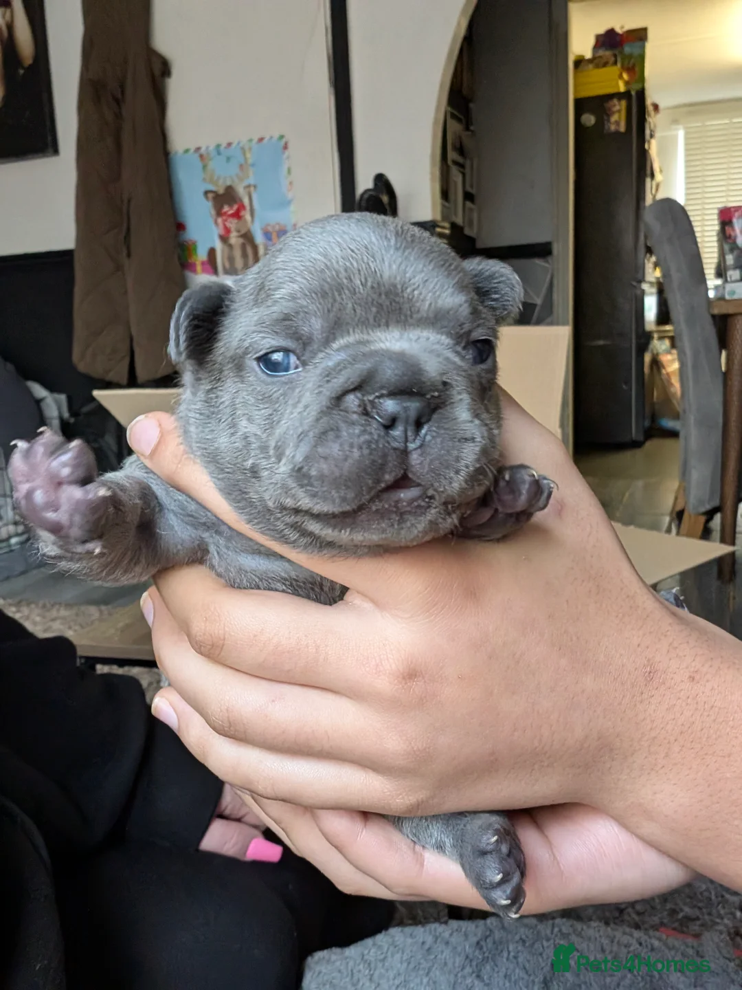 French Bulldog dogs for sale: French bulldog pups - Advert 2