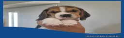 Beagle dogs for sale: KC Registered Beagle puppies  - Advert 4