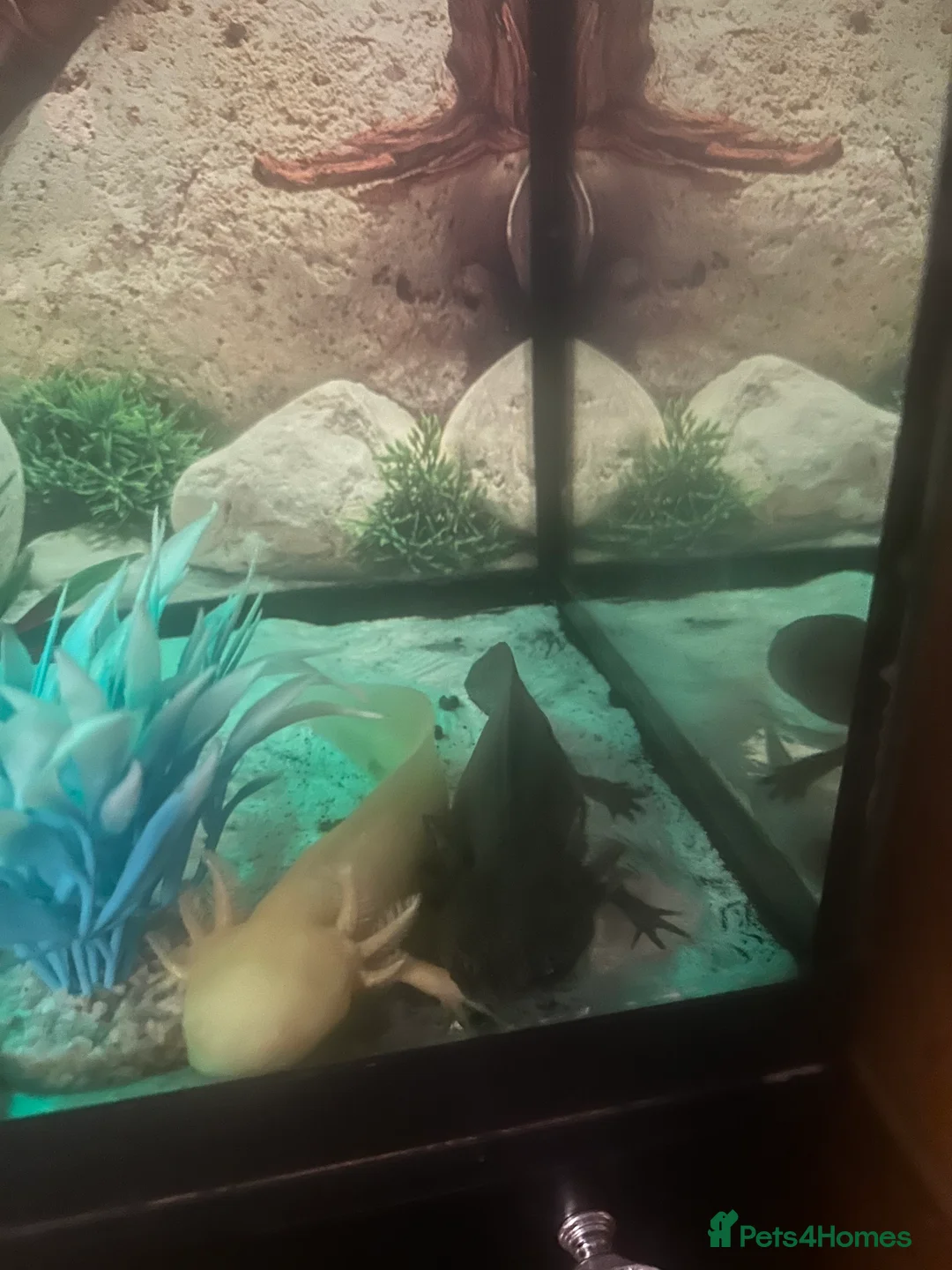 Axolotl reptiles for sale: 2 Axolotls  in Chesterfield - Advert 6