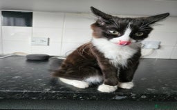 Mixed Breed cats for sale: Male kitten - Image 2