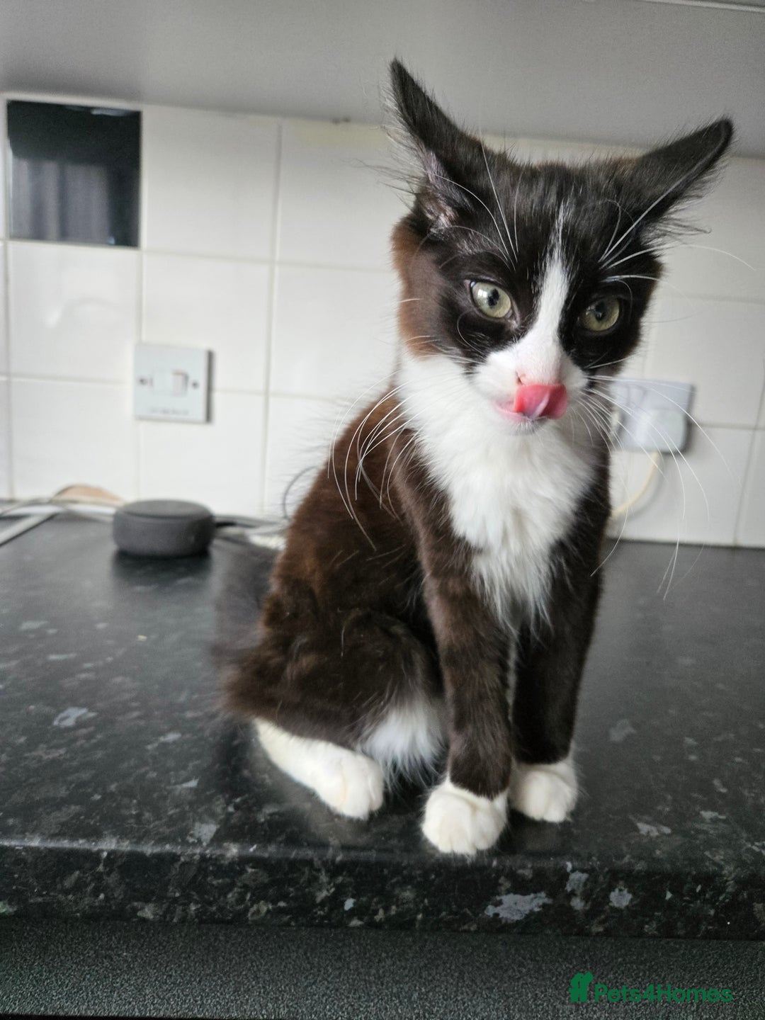 Mixed Breed cats for sale: Male kitten - Image 2