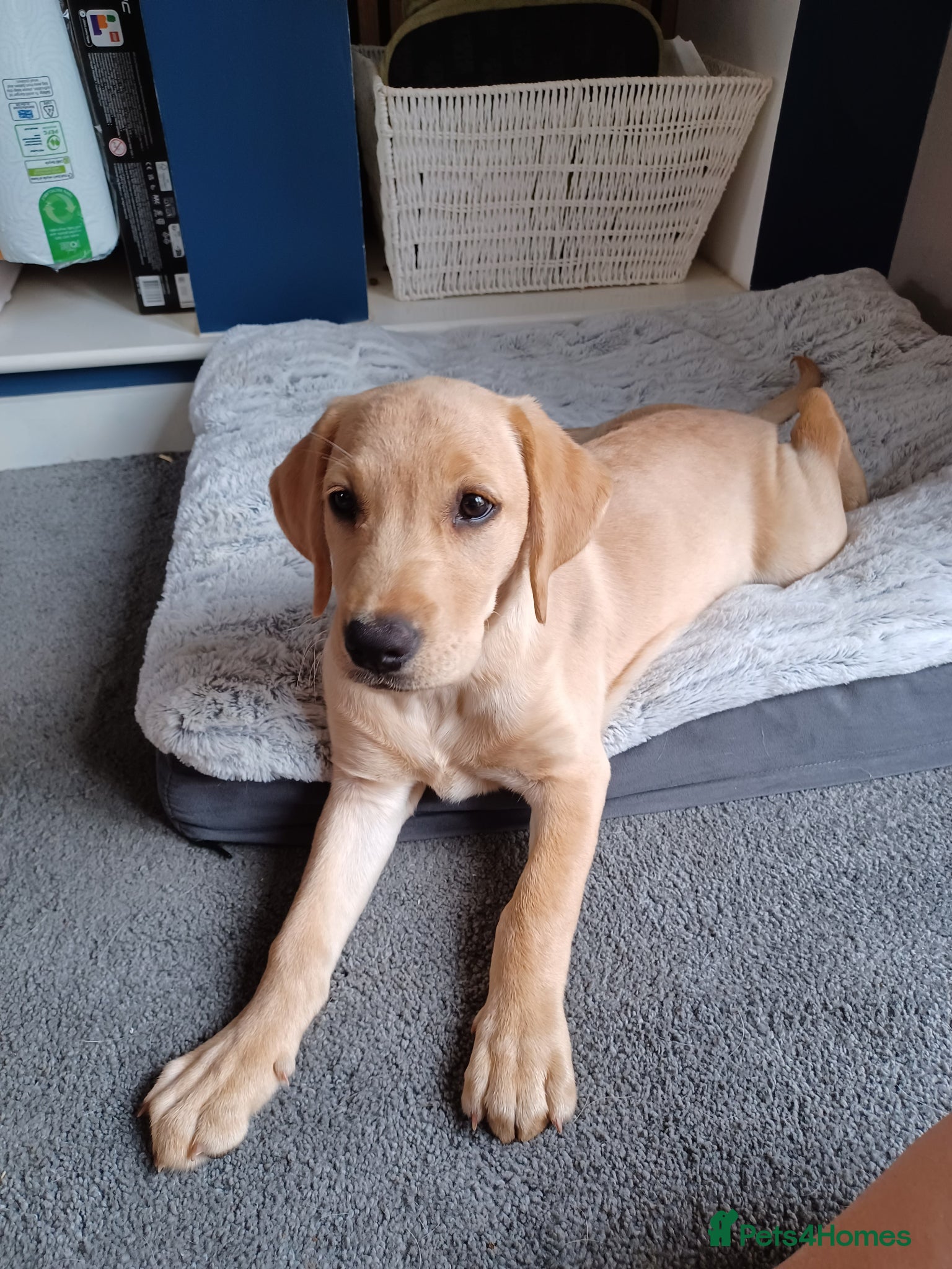 Labrador Retriever dogs for sale: Last golden girl looking for her forever home - Advert 3