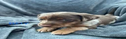 Jackshund dogs for sale: 8 beautiful miniature Jack Russell’s  - Advert 7