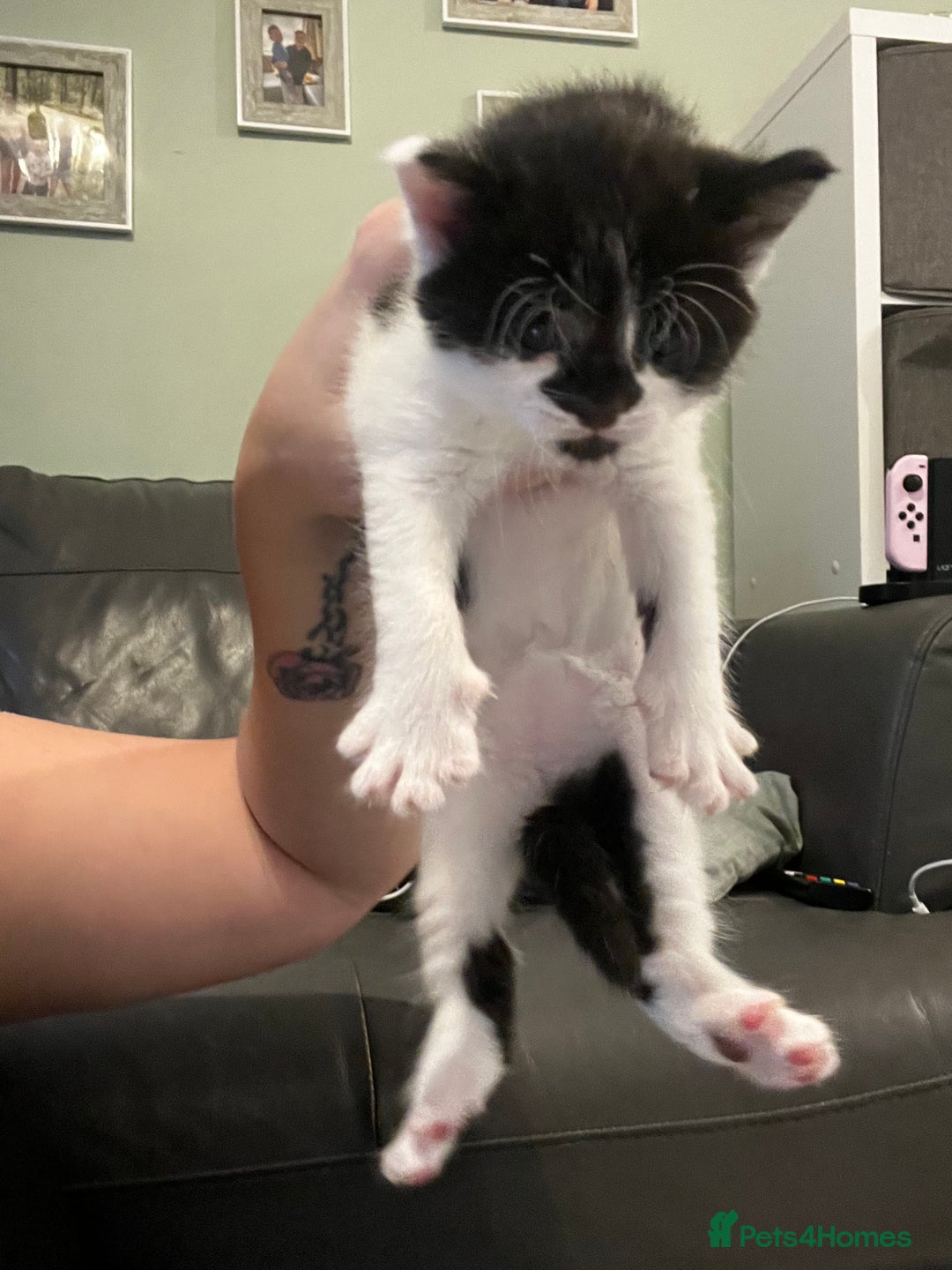 Mixed Breed cats for sale: Perfect Kittens  - Image 15