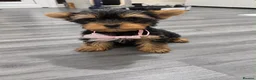 Yorkshire Terrier dogs for sale: Tiny Yorkshires puppies 😍 - Advert 5