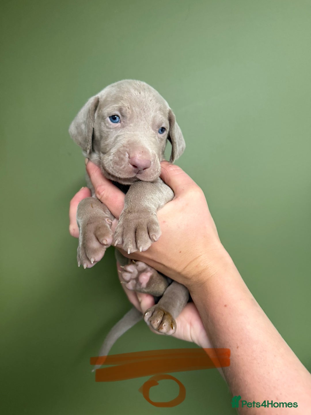 Weimaraner dogs for sale: KC Registered Weimaraner Puppies  - Advert 2