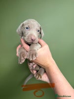 Weimaraner dogs - Advert 1