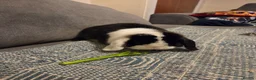 Mini Lop rabbits for sale: Boy minilop with blue eyes  - Advert 4