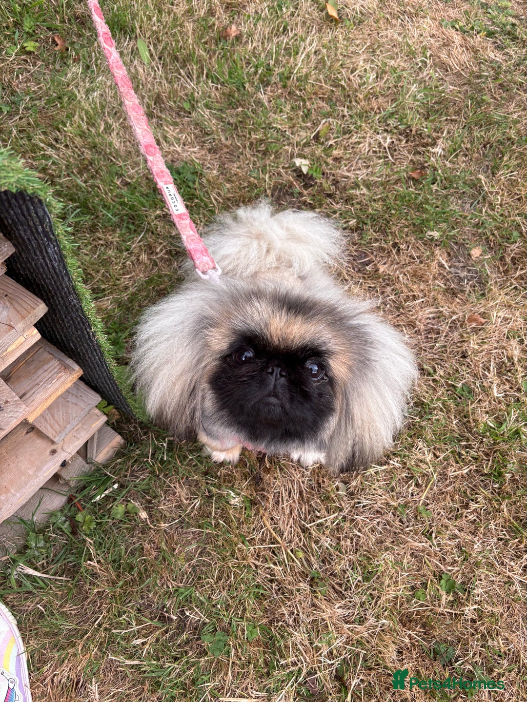 Pekingese dogs for sale: 1yr old beautiful Pekingese for sale - Advert 3