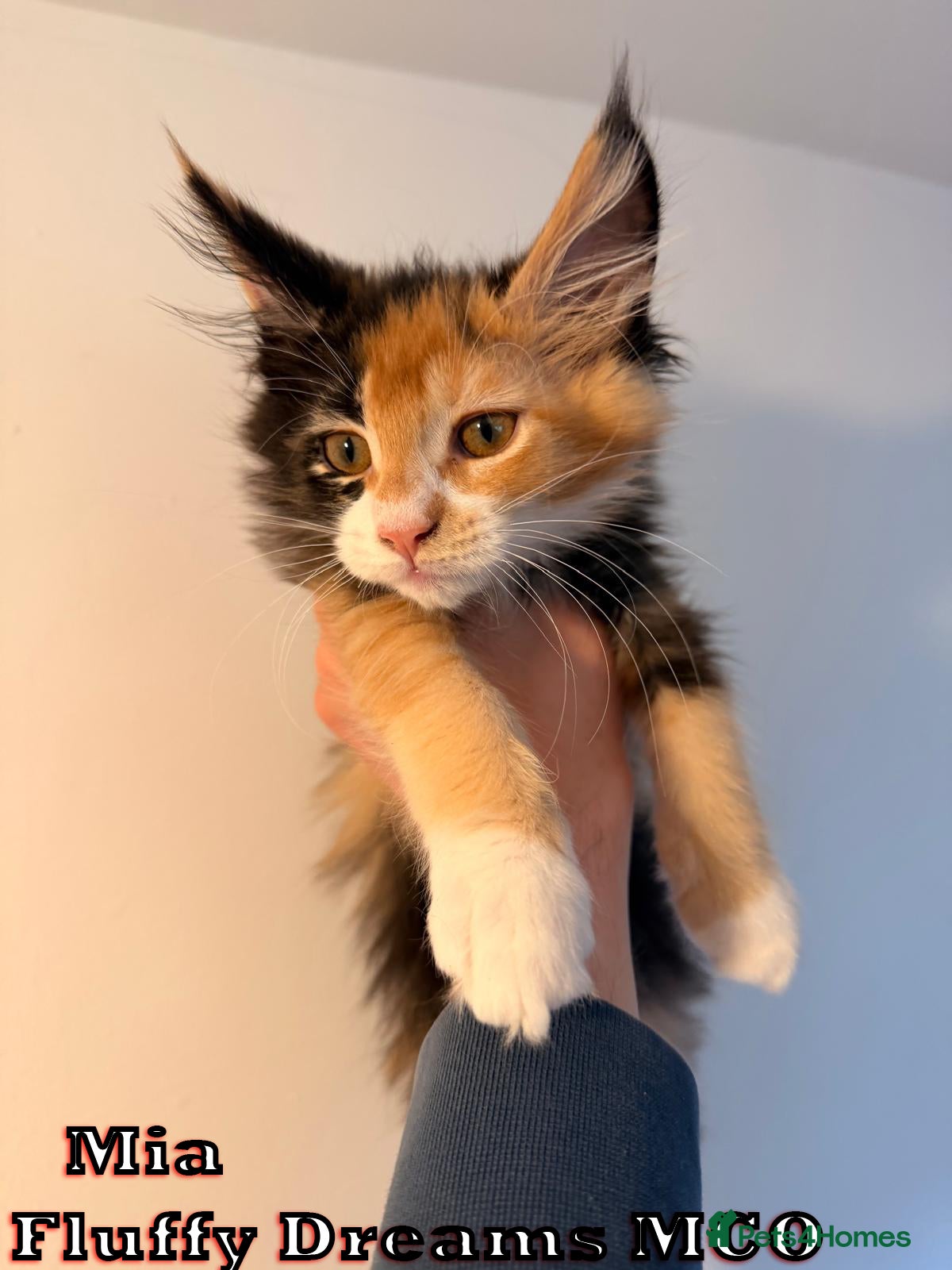 Maine Coon cats 1 Girl 1 Boy Active / Non Active N/N Tested TICA - Advert 1