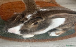 Lionhead rabbits for sale: Two Beautiful Rabbits for Adoption  - Image 4