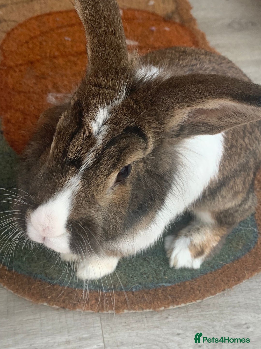 Lionhead rabbits for sale: Two Beautiful Rabbits for Adoption  - Image 4