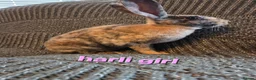 Rex rabbits for sale: Breeding pair of Unrelated mini rex - Advert 8