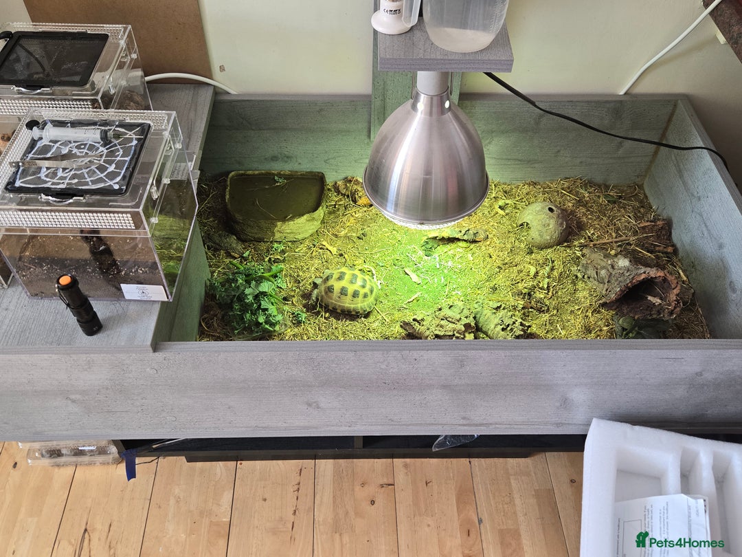 Tortoise reptiles for sale: Hermanns Tortoise with enclosure  - Image 2