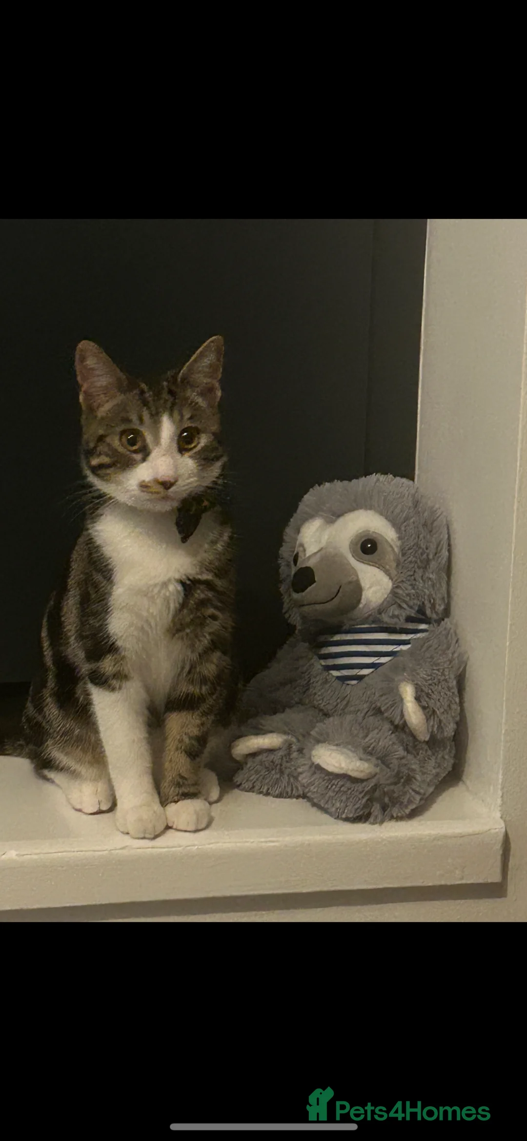 Tibetan cats for sale: Cat looking for new home  - Advert 2